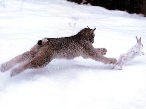 bobcat chasing a hare